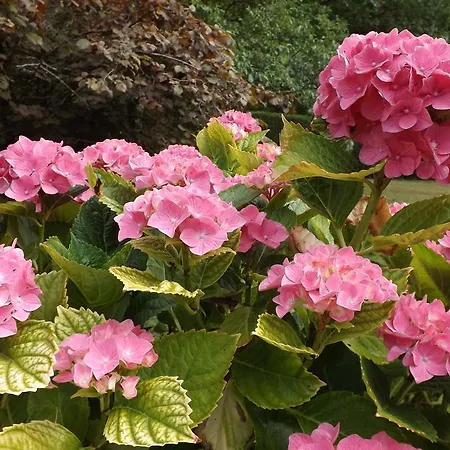 Vakantiehuis Du Toilier *